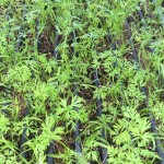 carrot microgreens