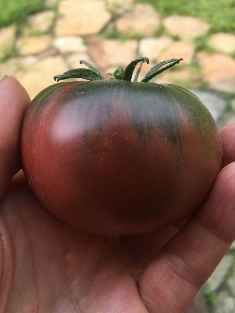 Cherokee purple tomato