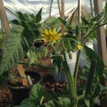 Early blooming tomatoes