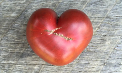 How to Grow Your Own Heirloom Tomatoes Workshop