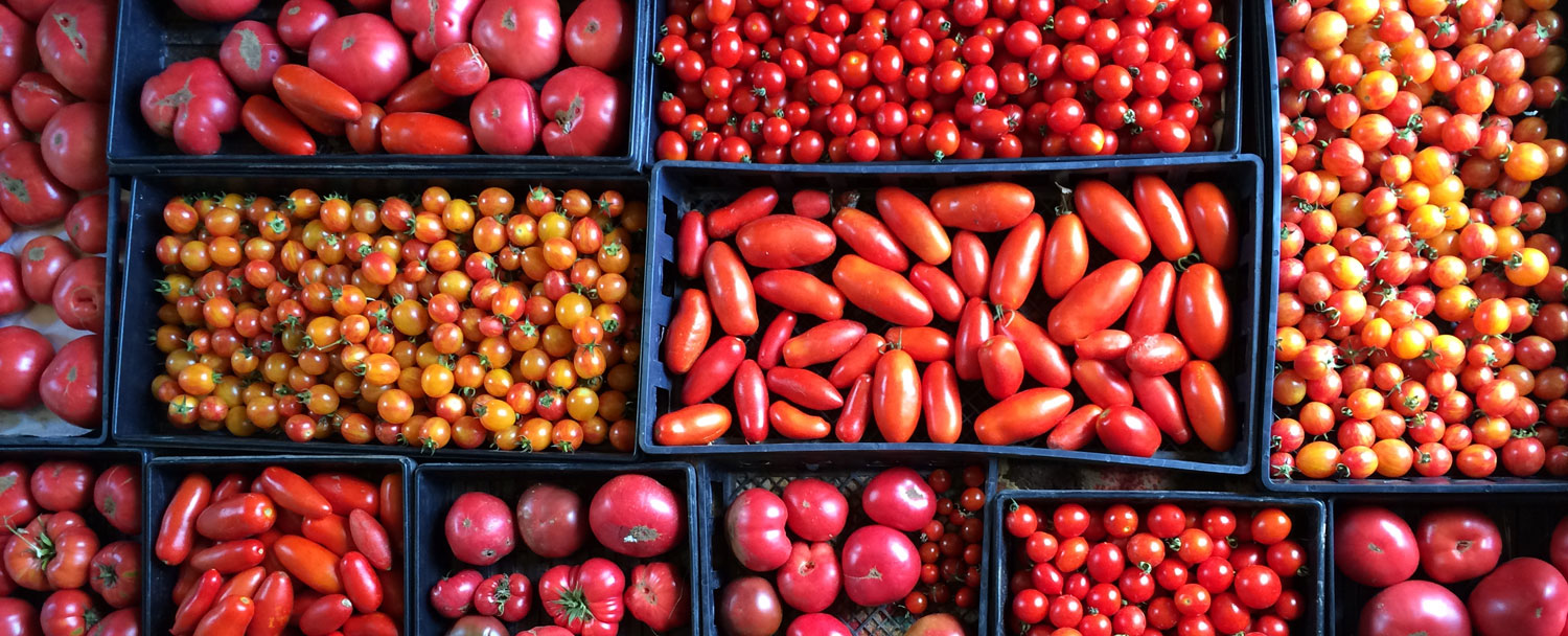 Inundated with Tomatoes, Basil, Zucchini