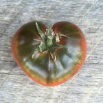 Heartshaped cherokee purple tomato