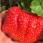 Large strawberry