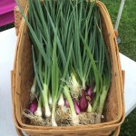 spring onions