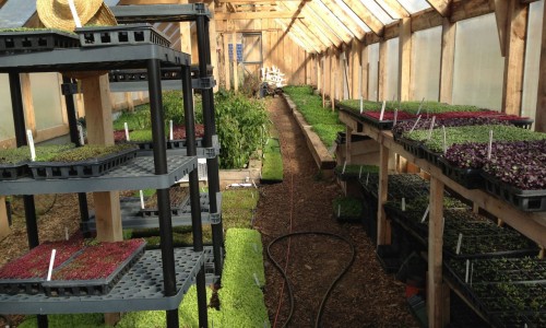 microgreens growing in the heated greenhouse