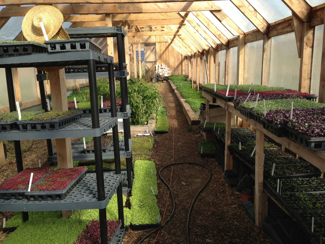 microgreens growing in the heated greenhouse
