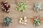 Grow Your Own Sprouted Legumes